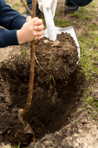 plantando arvores